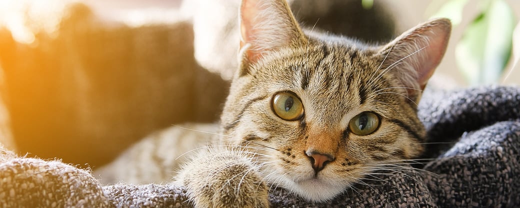 Kitten liegt in Katzenkorb