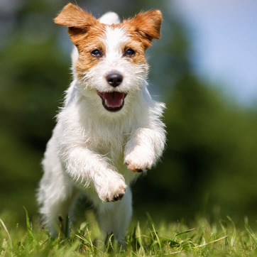 Terrier läuft über Wiese