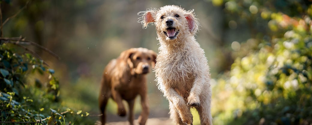 Hunde laufen über Waldweg