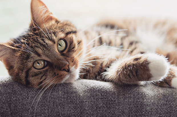 Katze liegt auf Sofa Lehne